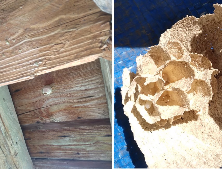 240519 nid primaire à Amoulin 3.jpg