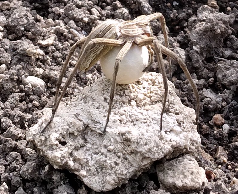240520 Araignée et son oeuf.jpg