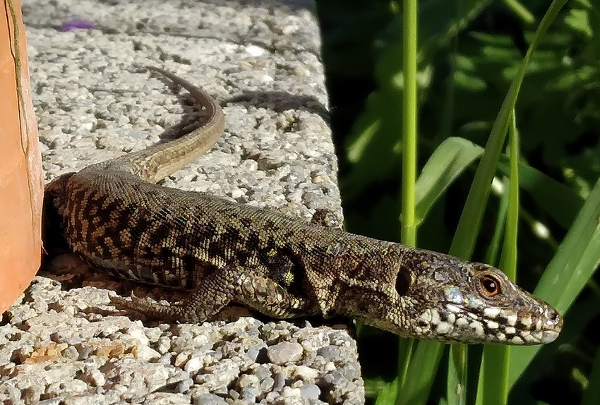 240525 Lézard gris.jpg