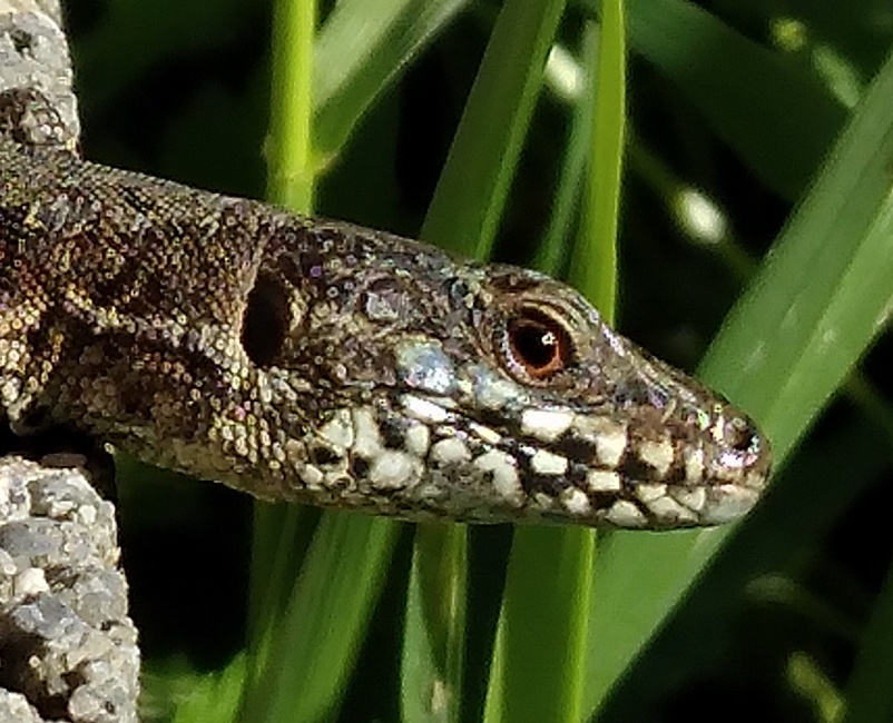 240525 Lézard gris 2.jpg