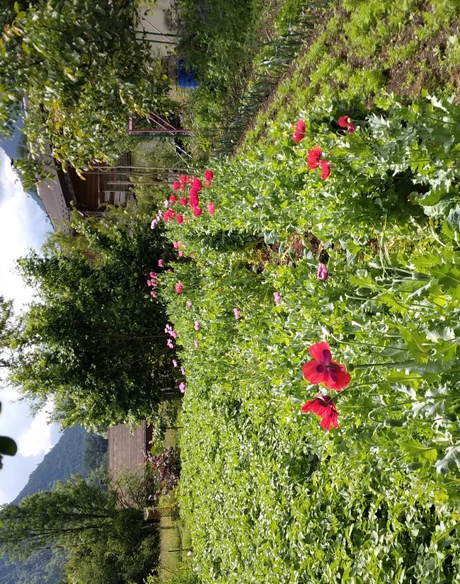 240610 Les pavots dans le jardin.jpg