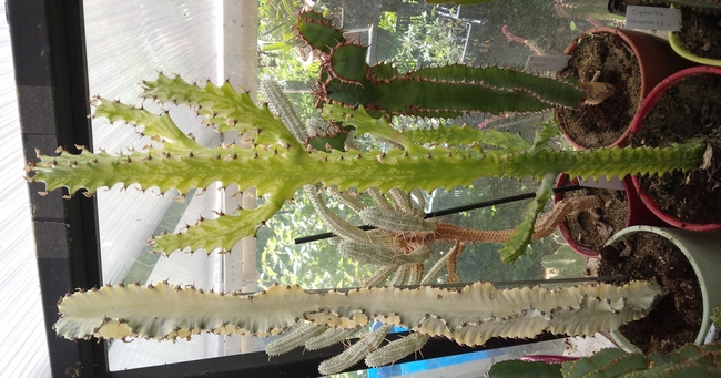 240610 Euphorbia erytrea variegata et trigona variegata et cooperi.jpg
