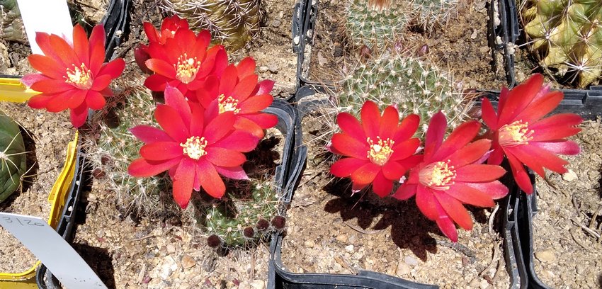 240613 Rebutia pseudodeminuta.jpg