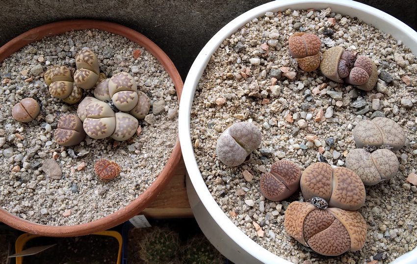 240621 Lithops.jpg