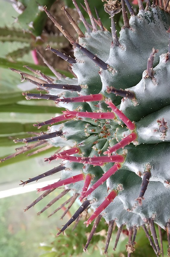 240706 Formation des épines sur Euphorbia horrida major.jpg