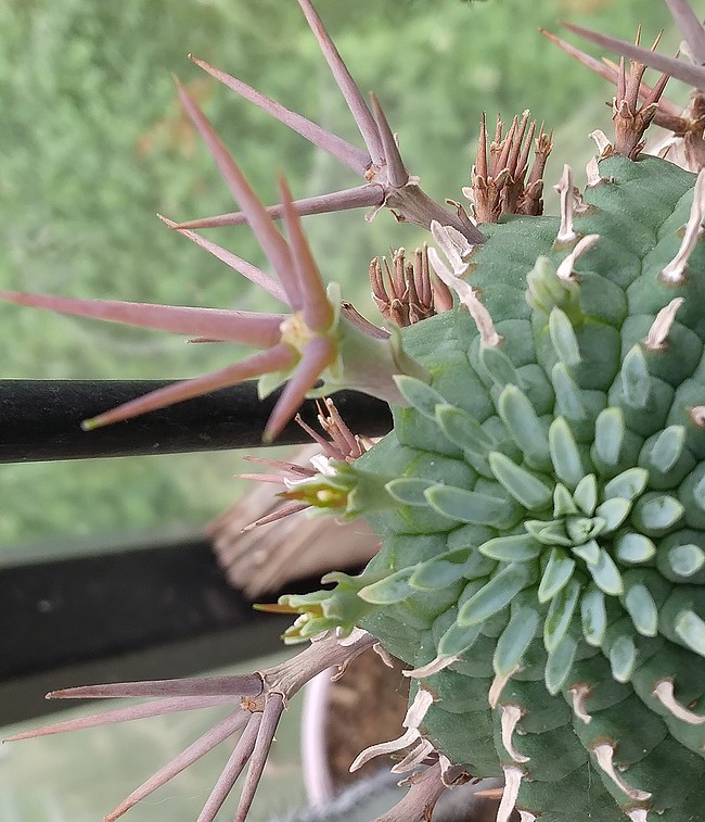 240706 Formation des épines sur Euphorbia stellispina.jpg