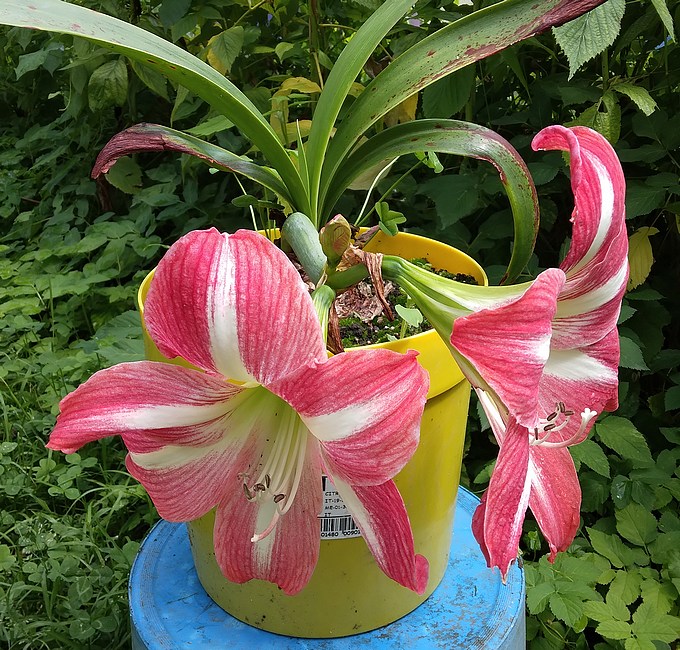 240712  Amaryllis.jpg