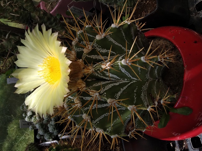 240725 Astrophytum ornatum.jpg