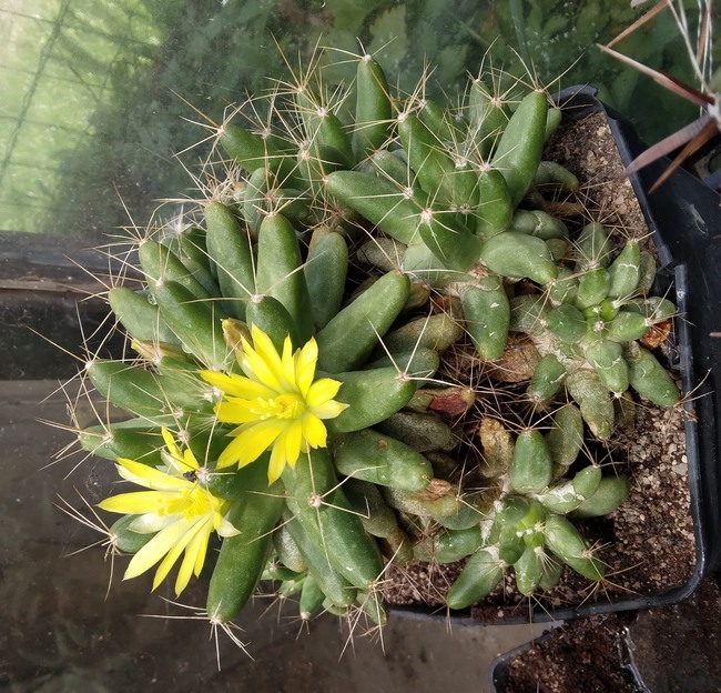 240725 Mammillaria longimama v. gigantothele.jpg