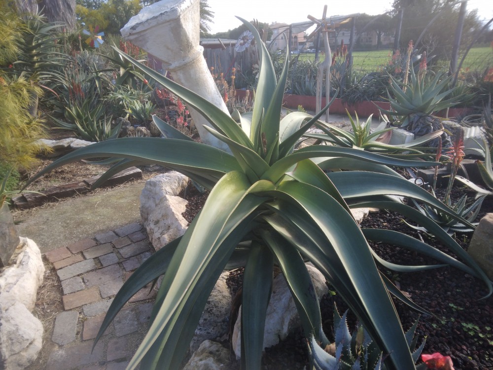 Aloe_goliath.jpg