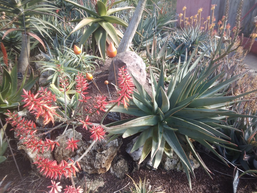 Aloe_plicatilis_x_speciosa2.jpg