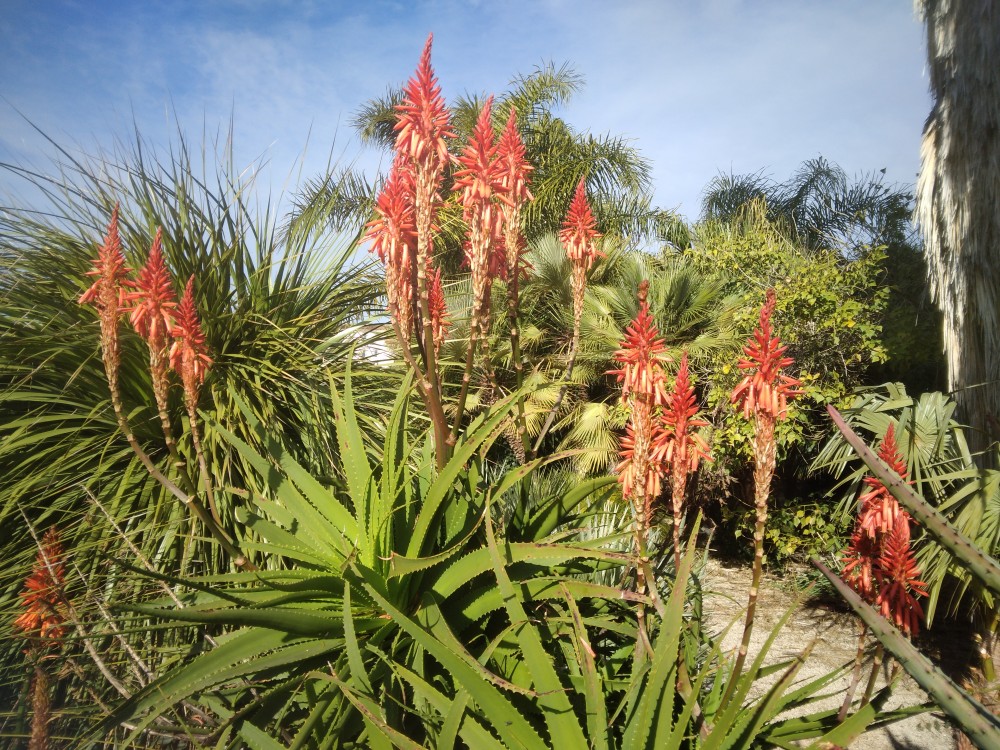 Aloe_pluridens.jpg