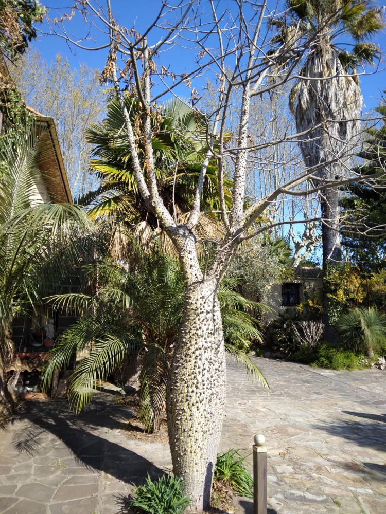 Chorisia_insignis_b.jpg