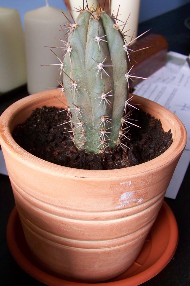 Echinopsis pachanoi (Trichocereus pachanoi), acheté le 02 septembre 2011 .jpg