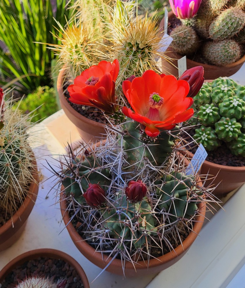 Echinocereus triglochidiatus