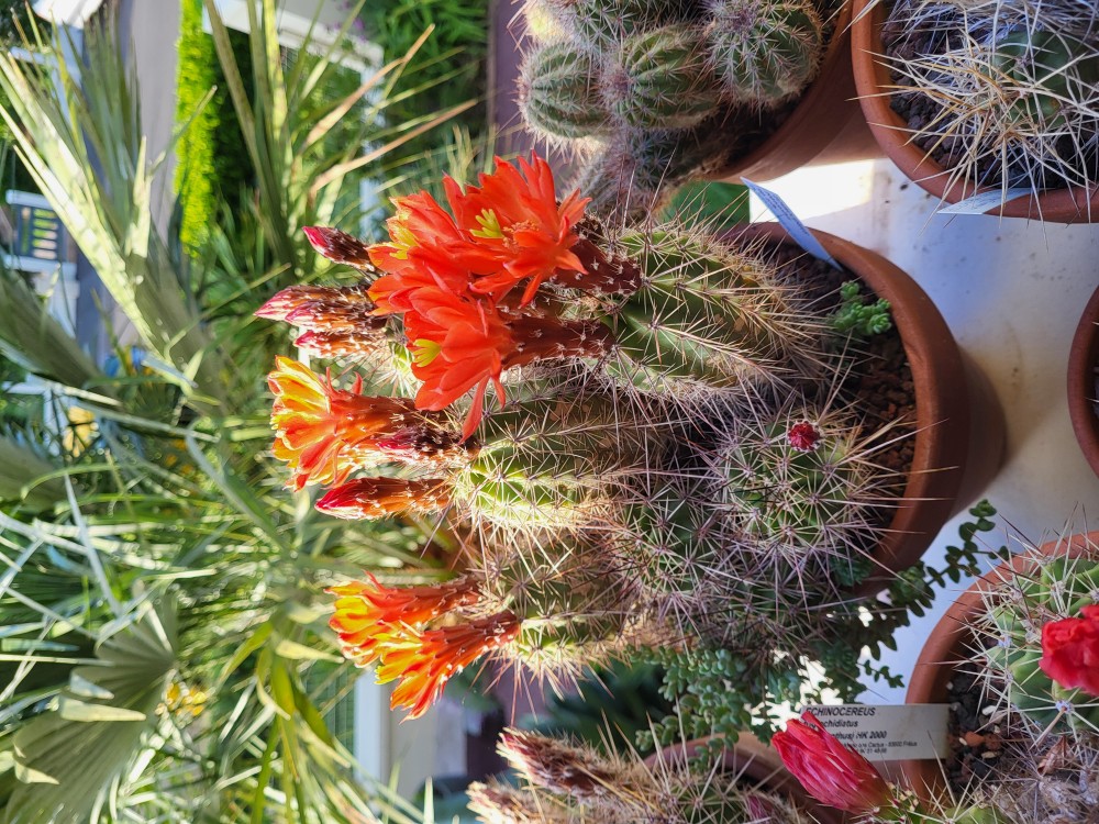 Echinocereus polyacanthus sso acifer