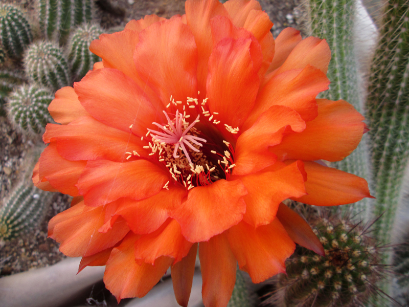 huascha_orange_special.jpg