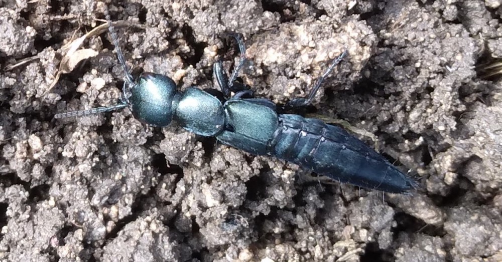 Staphylin à élytre bleu Ocypus ophthalmicus.jpg