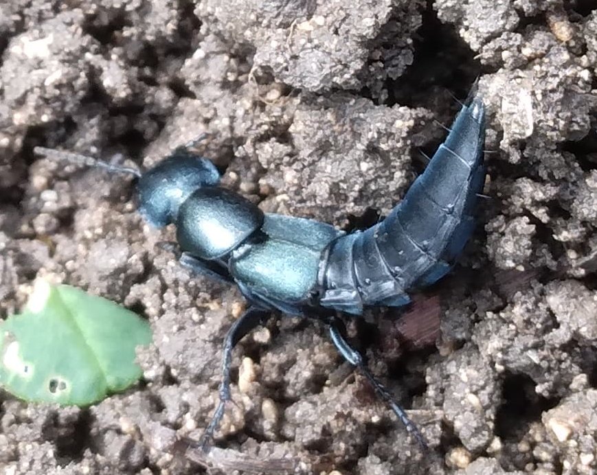 1 Staphylin à élytre bleu Ocypus ophthalmicus.jpg