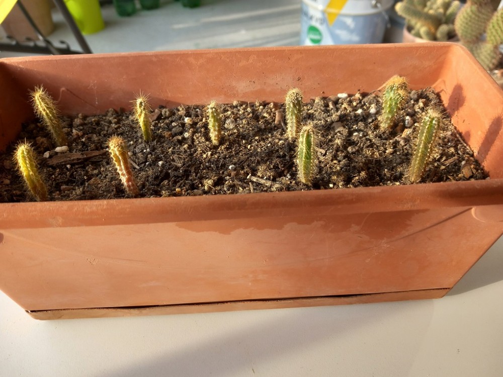 cereus jamacaru 2025.jpg