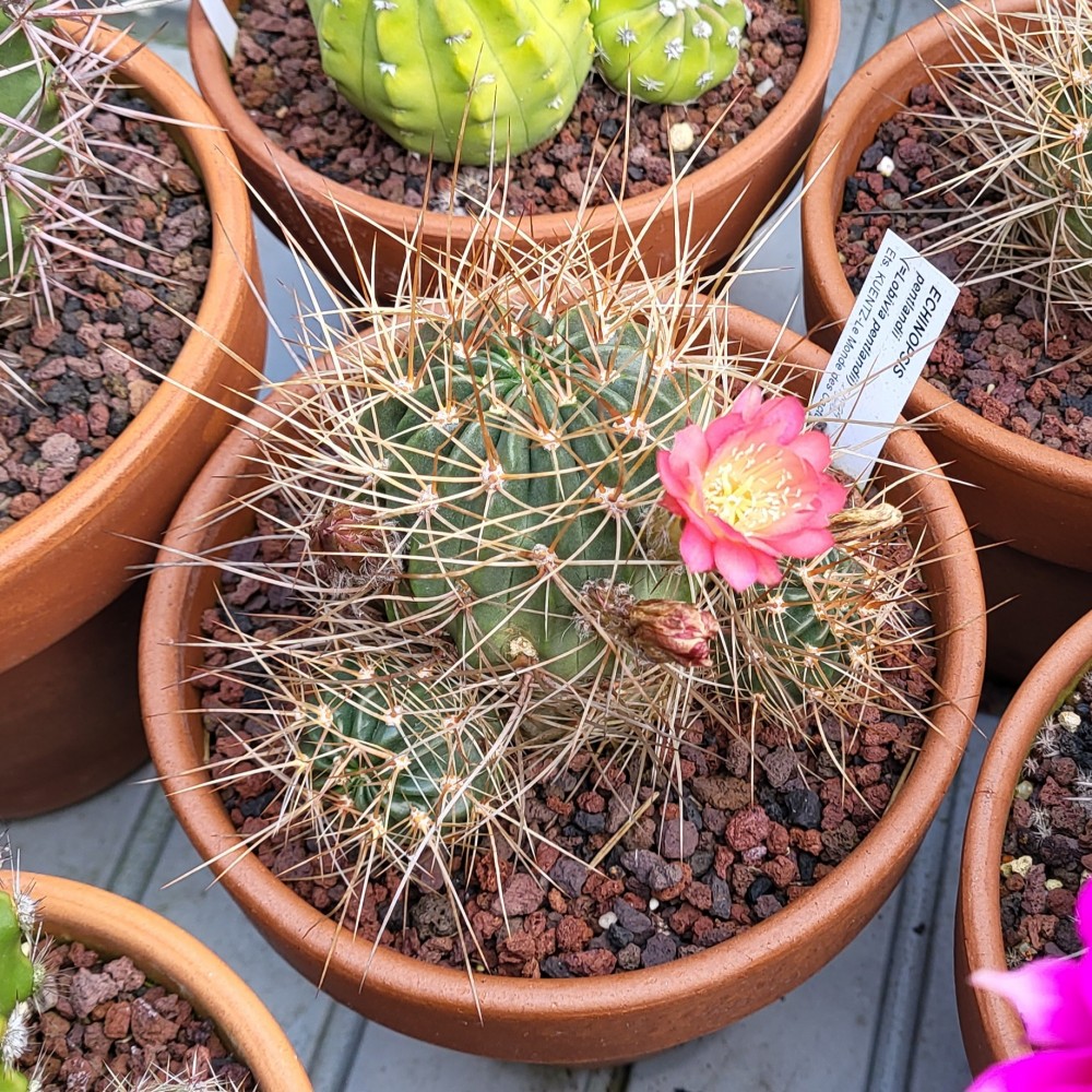 Echinopsis pentlandii
