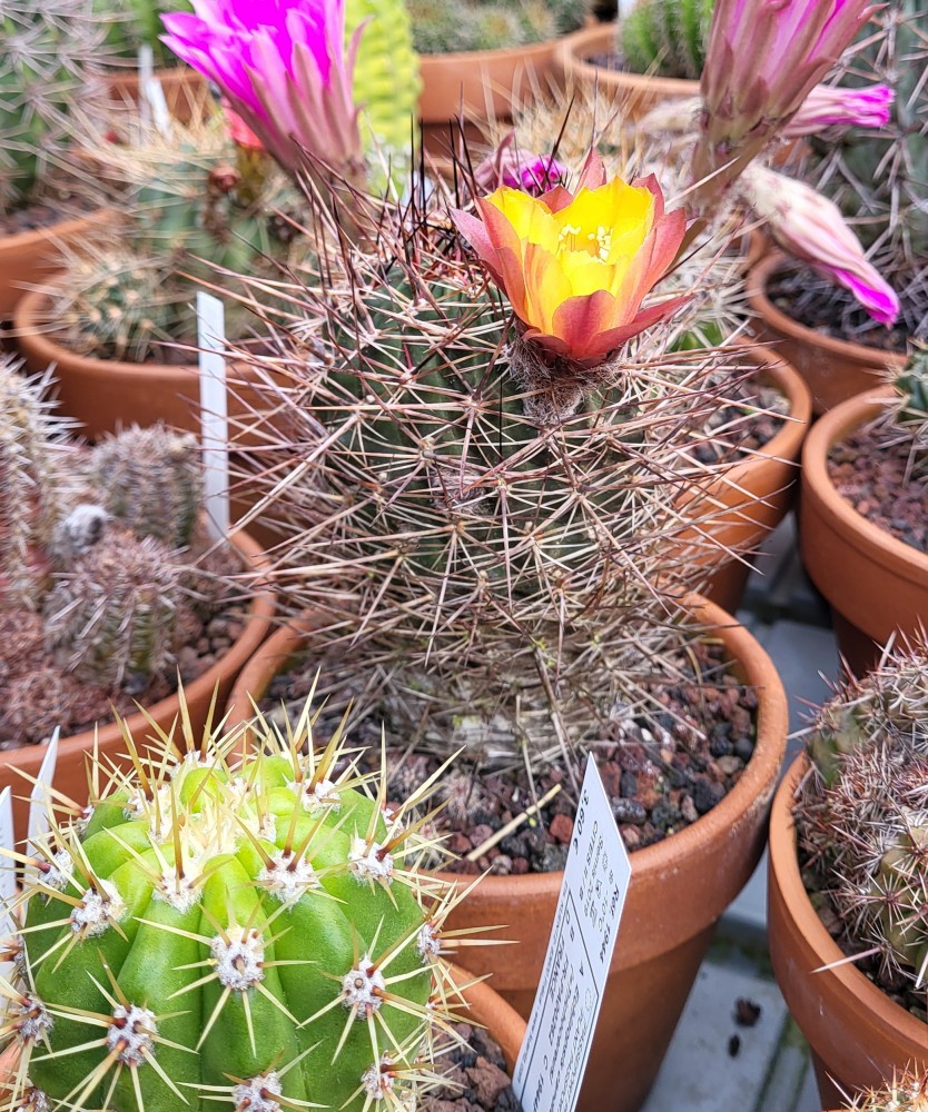 Echinopsis marsoneri