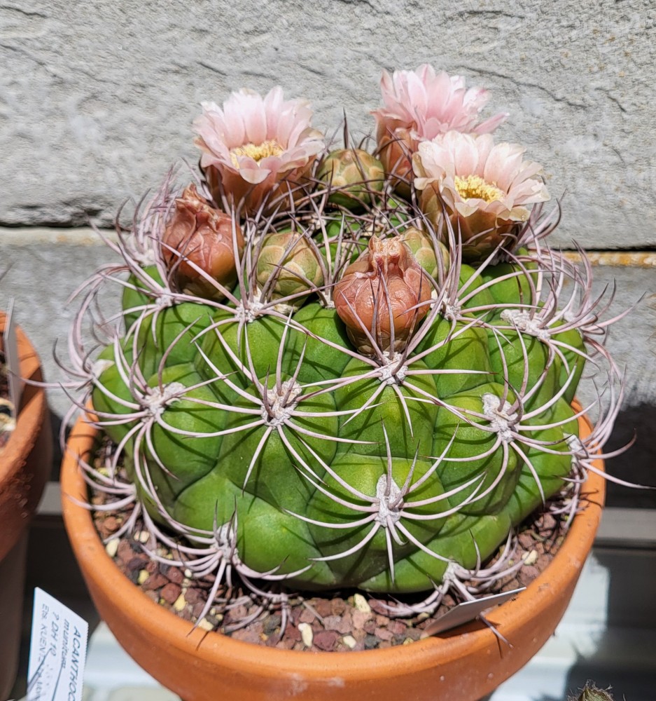Gymnocalycium  saglionis