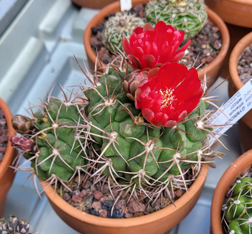 Gymnocalycium tillianum