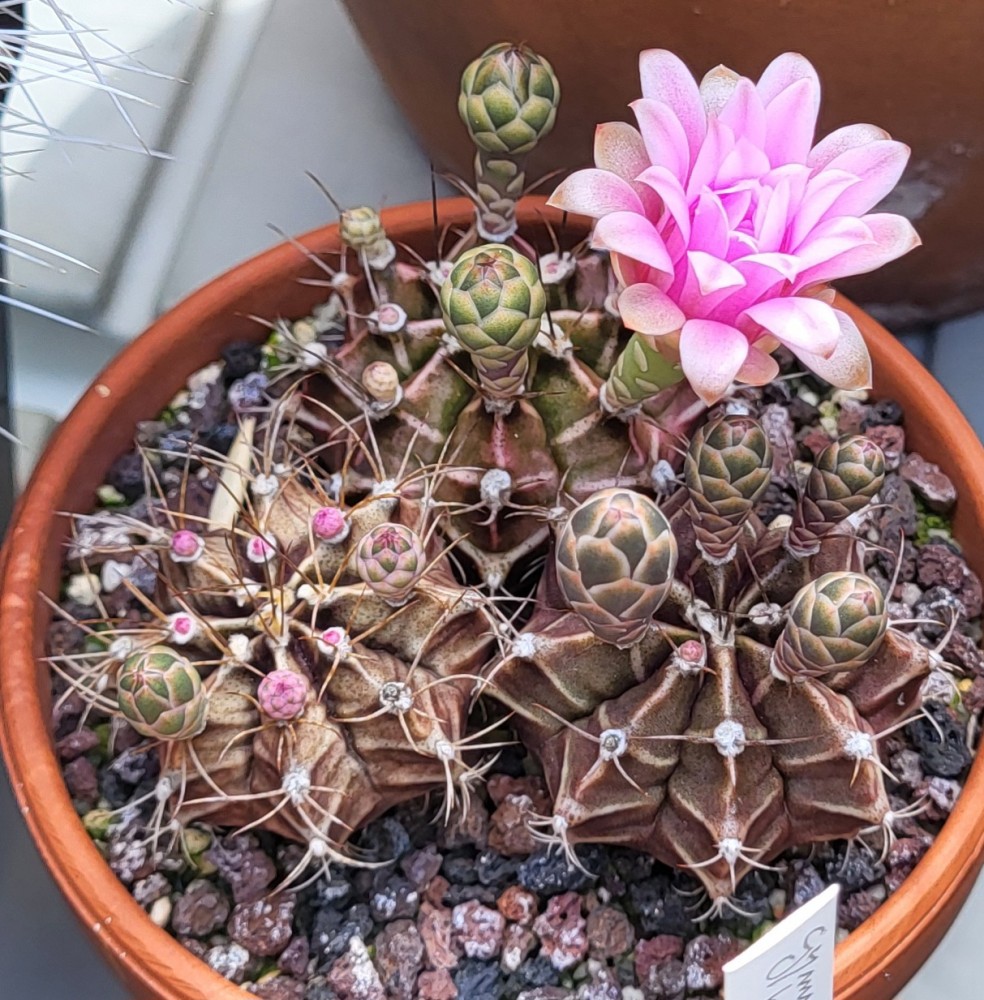 Gymnocalycium mihanovichii