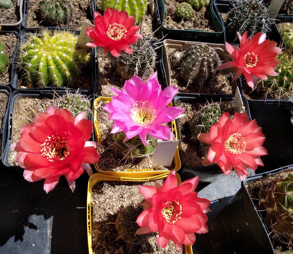 250703 Echinopsis caineana.jpg