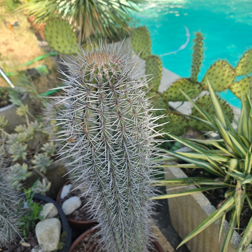 cereus.jpg