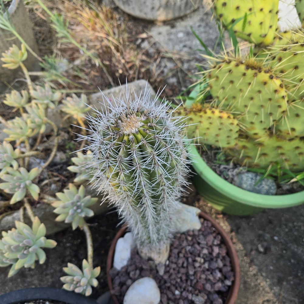 cereus2.jpg