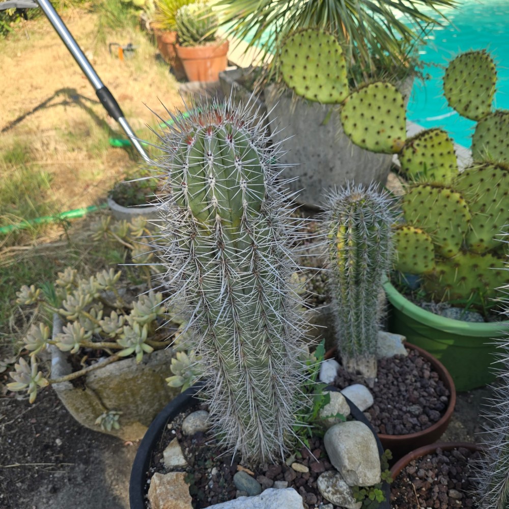 cereus3.jpg