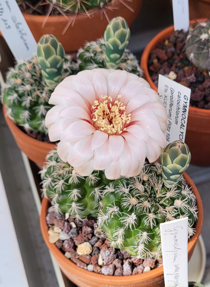 Gymnocalycium calochlorum
