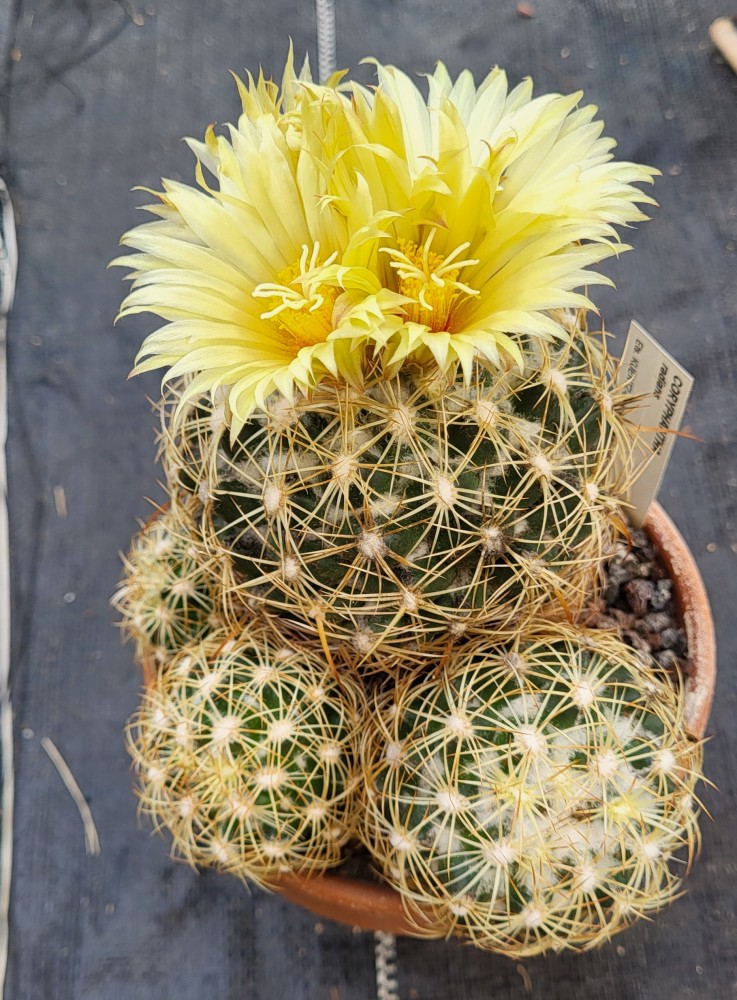 Coryphanta radians