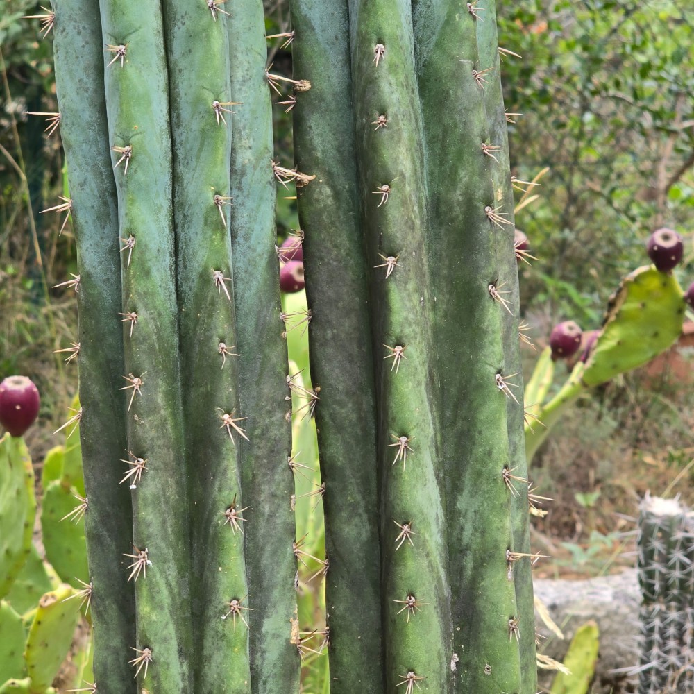 Pachanoi marbrure vert foncé.jpg
