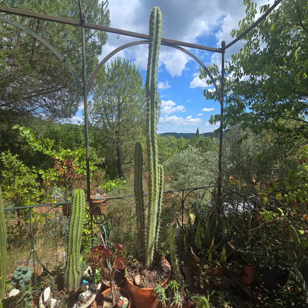 trichocereus à bouturer .jpg
