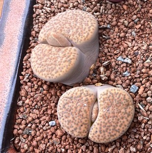 Fulviceps HK.jpg
