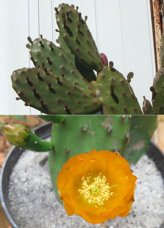 Opuntia sp.jpg