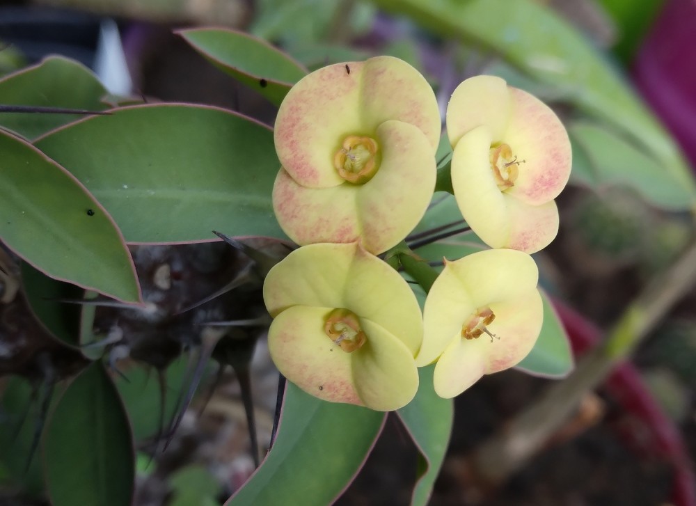 250822 Bractéates d'Euphorbia croizatii.jpg