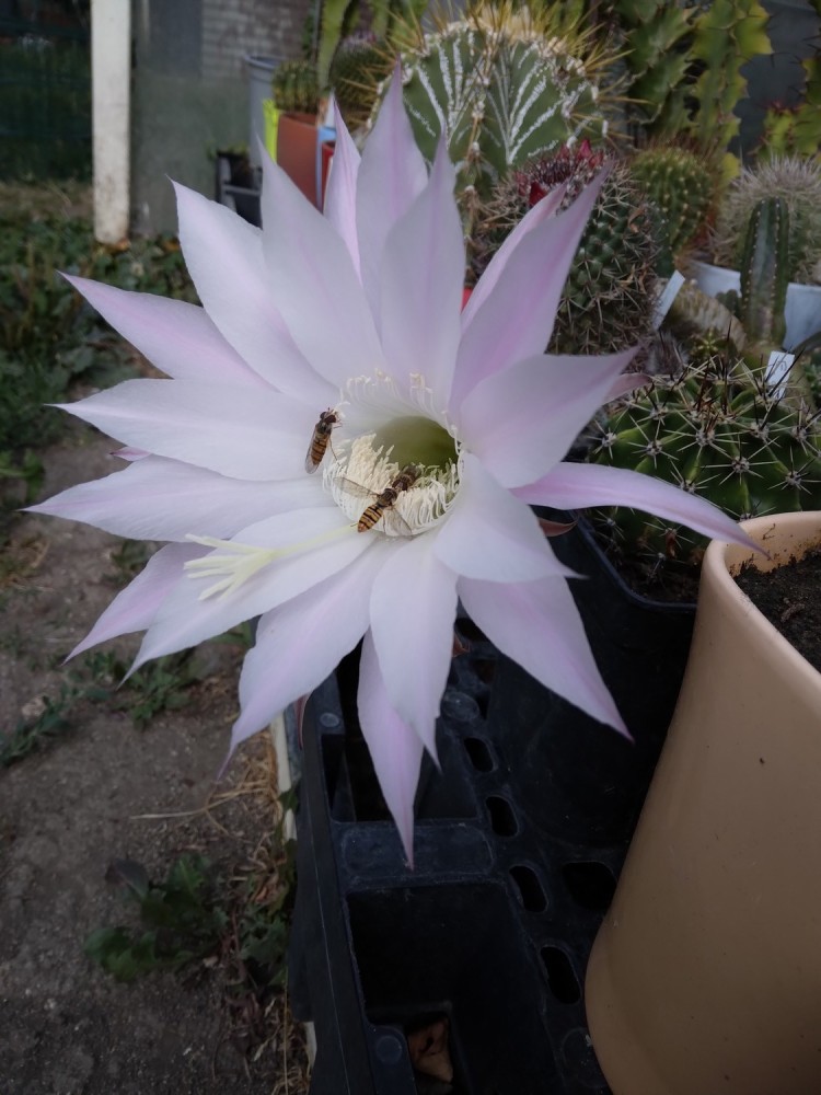 250822 Echinopsis oxygona.jpg