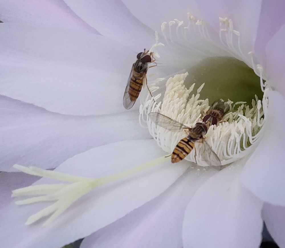250822 Le syrphe à ceinture (Episyrphus balteatus).jpg
