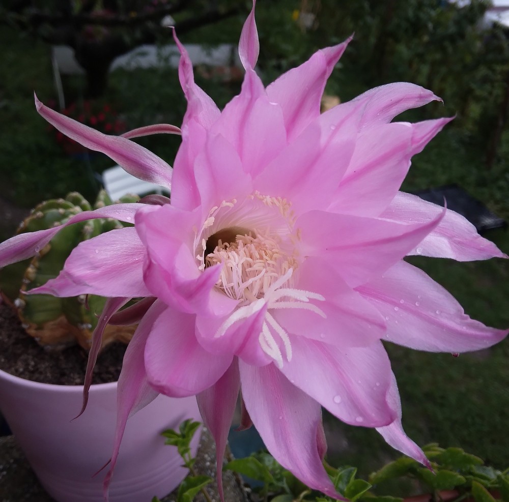 250901 Echinopsis werdermannii 1.jpg