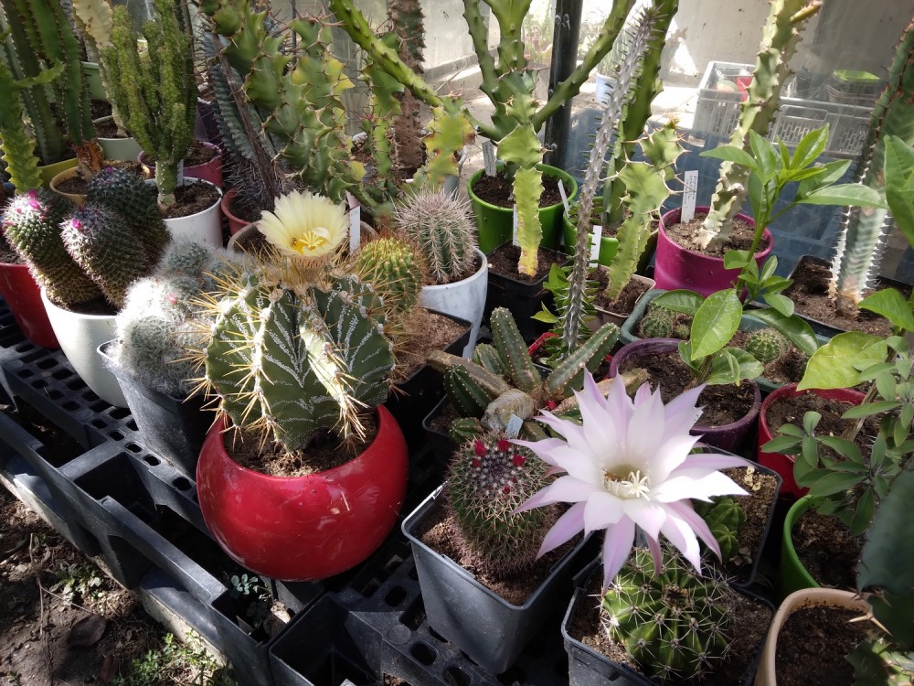 250904 Des cactus et des euphorbes.jpg