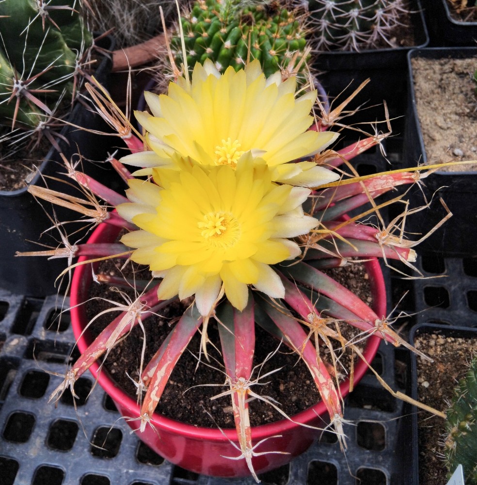 250904 Leuchtenbergia principis 1.jpg