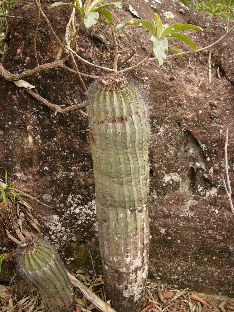0203_Uebelmannia pectinifera var. multicostata RNK 17_80cm tall plant_Mendanha.JPG