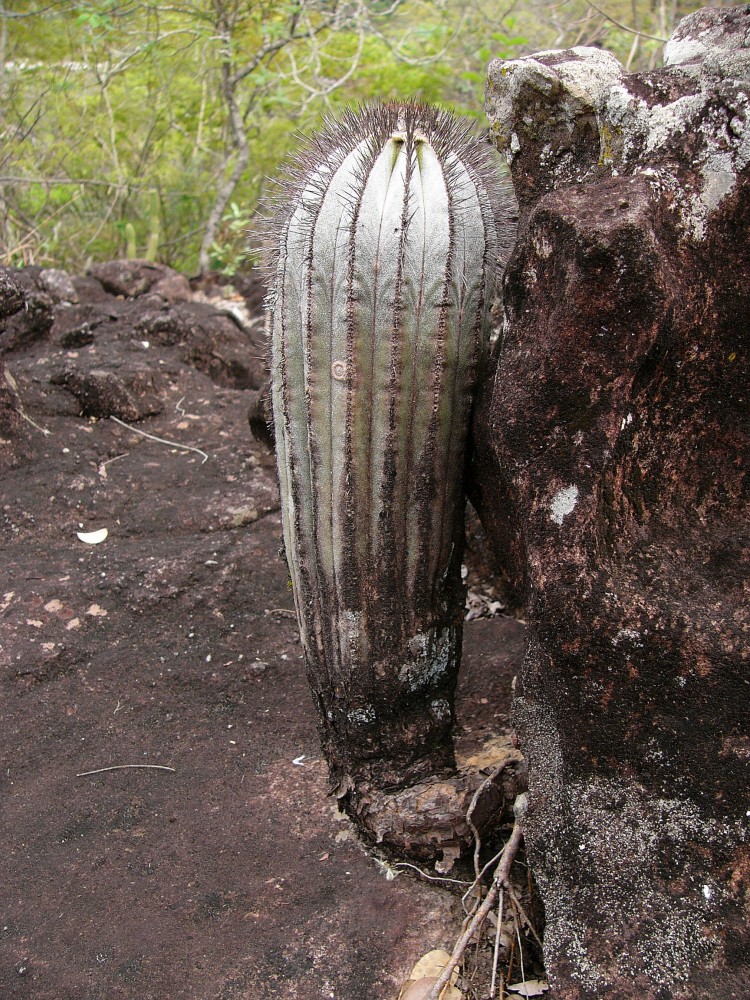 0156_Uebelmannia pectinifera var. multicostata RNK 15_bridge across the river Jequitinhohna.JPG