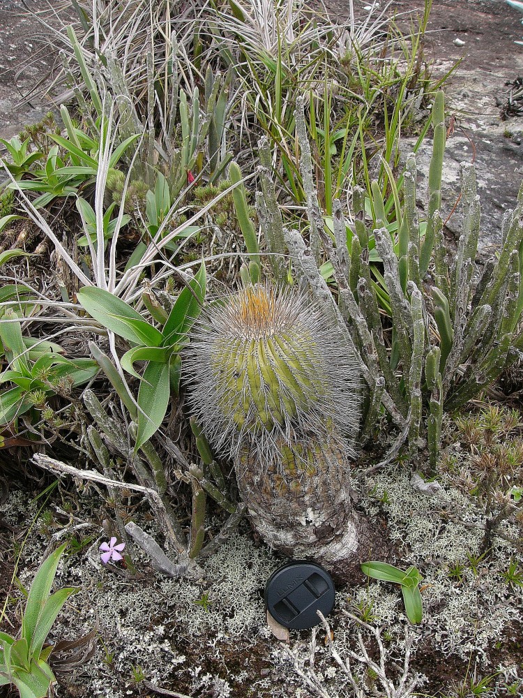 1260_Uebelmannia pectinifera var. flavispina RNK 74_ S of Quartéis.JPG