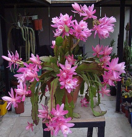 Disocactus phyllanthoides.jpg