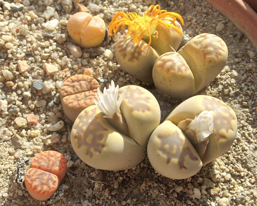 251122 Lithops 2.jpg